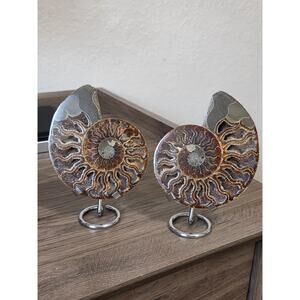 Madagascar Ammonite Fossil ~ Both Sides [Split] with 2 Metal Stands